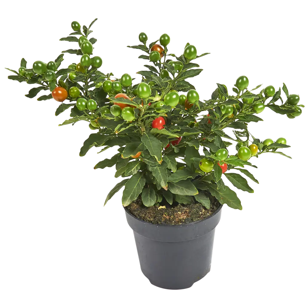 Соланум Бартоли красно-оранжевый 12x25 см Santreyd STLM-2024867