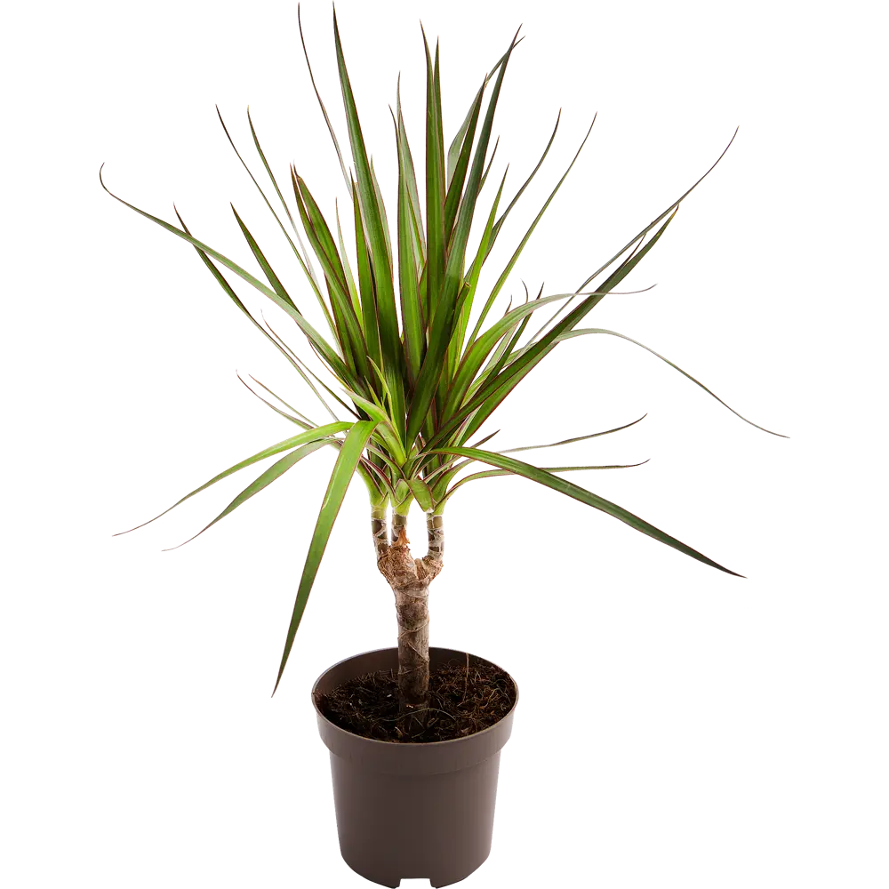 Santreyd Драцена Маргината — изящное комнатное дерево с красной каймой 14750460 STLM-0005093