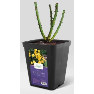 Роза садовая микс ø15 h20 - 40 см