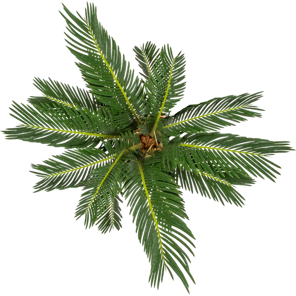 Santreyd Цикас Революта — древняя саговая пальма для интерьера 82383225 STLM-1368644 - Вид №1