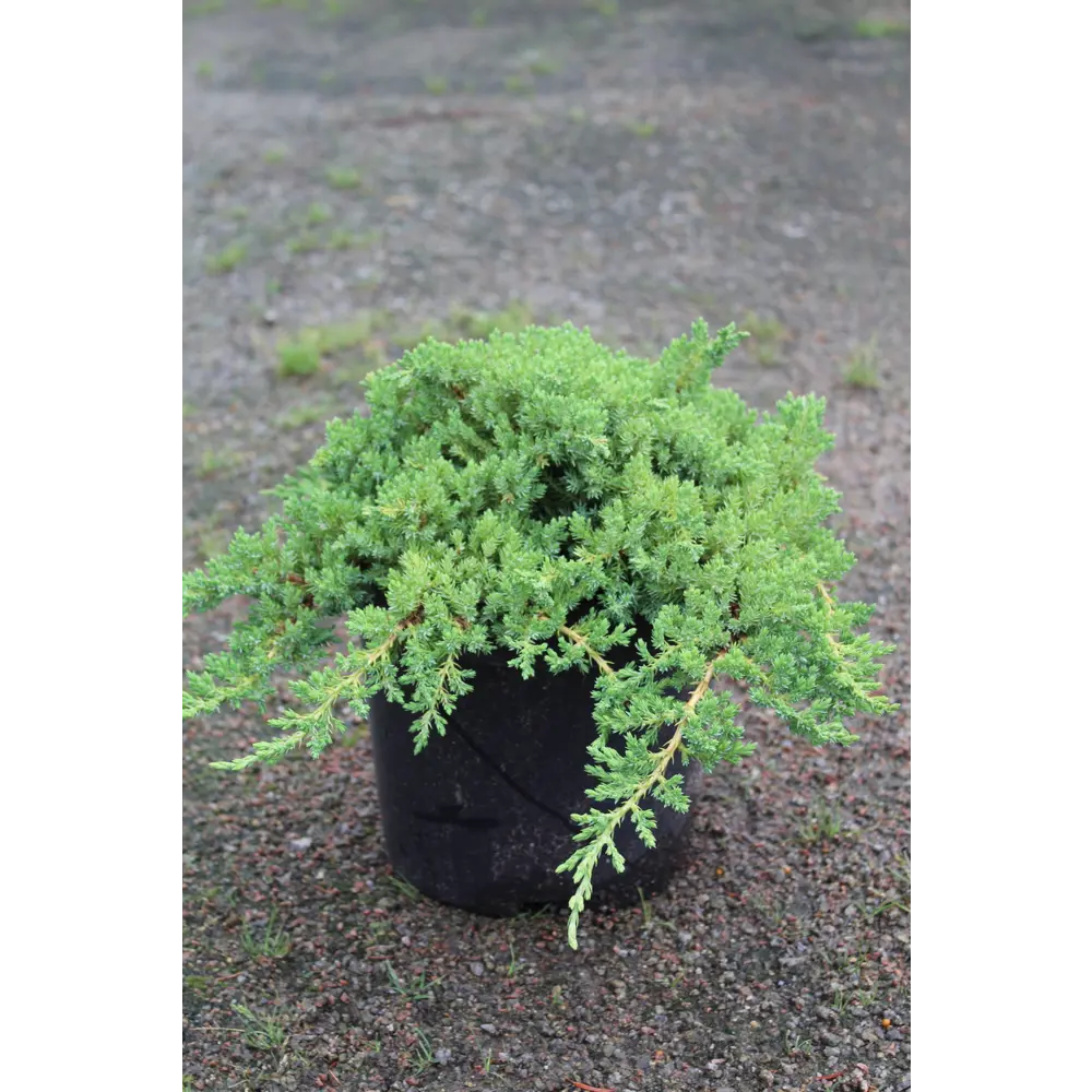 Можжевельник лежачий Нана ø13 h15 - 20 см 87691114 STLM-2206492 PLANTMARKET 