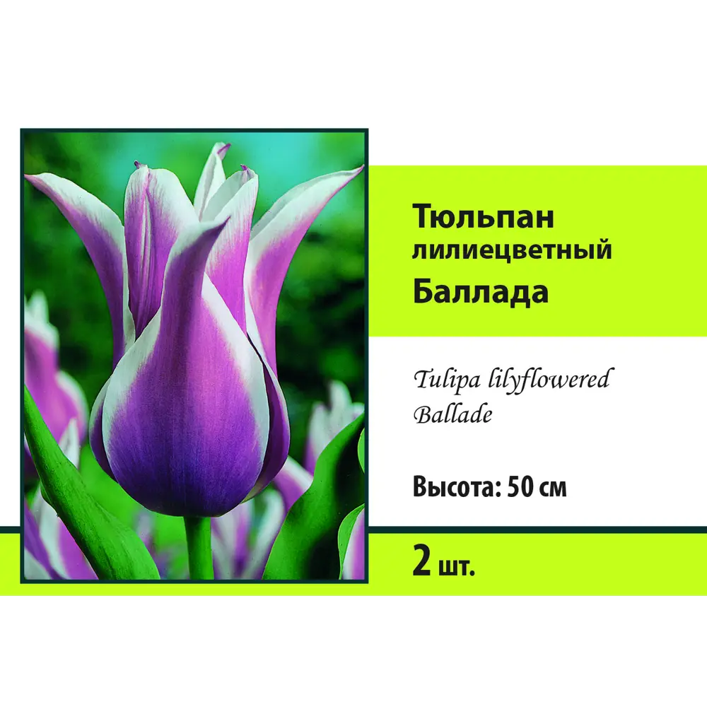 Тюльпан лилиецветный Баллада луковица 10/11, 2 шт. 88294859 STLM-2011019 Santreyd 