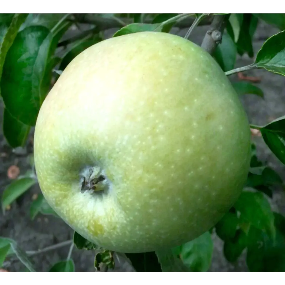 Яблоня «Ренет Семеренко» C4 высота 120-150 см ВСЕ В САД STLM-2036954