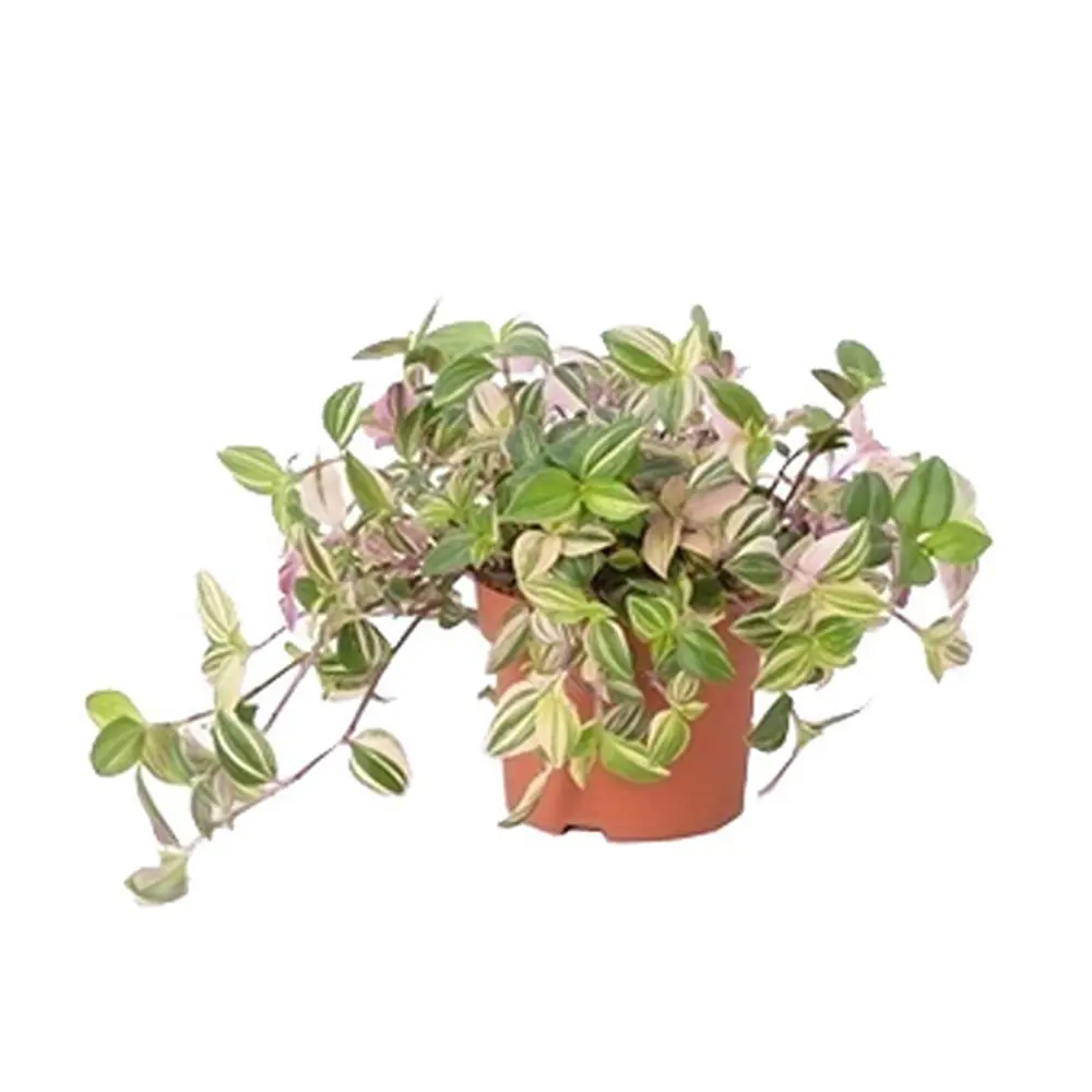 Santreyd Традесканция триколор — живая картина в вашем интерьере 89394849 STLM-1495490