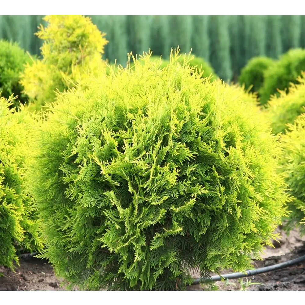 Туя западная Голден Глоб ø9 h15 см 89465478 STLM-2099648 PLANTMARKET 