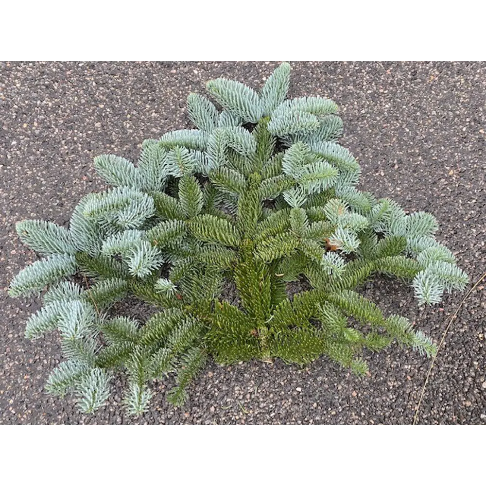 Ветка Нобилис живая срезанная 30-60 см Santreyd STLM-2195919