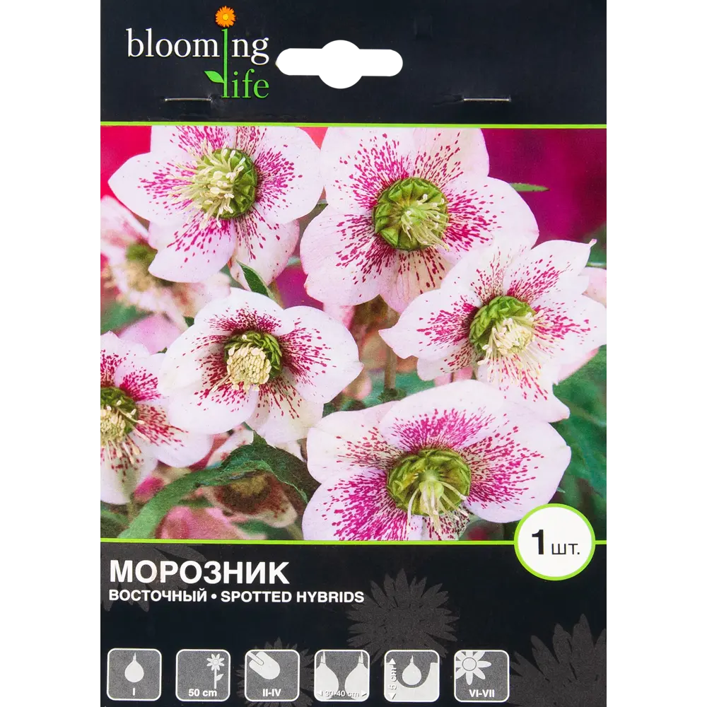 Морозник Споттед Хайбридс I, 1 шт BLOOMING LIFE STLM-2001761