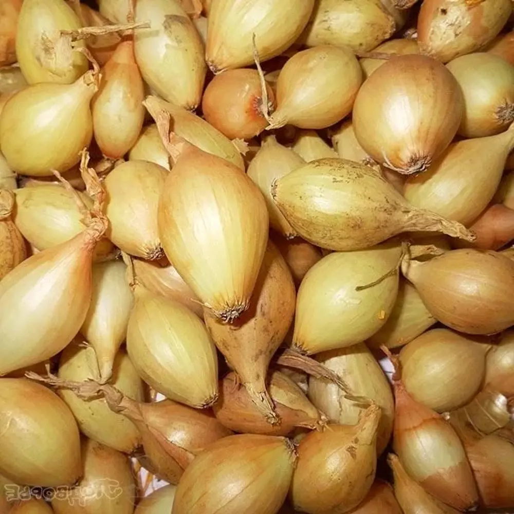 Лук-севок Купидо F1 450 г ПРЕСТИЖ СЕМЕНА STLM-2022047