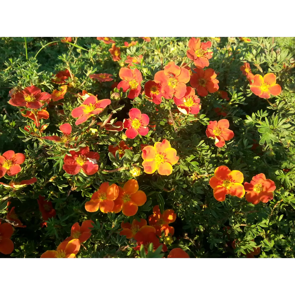 Лапчатка кустарниковая «Ред Эис» 9x15 см PLANTMARKET STLM-2061300