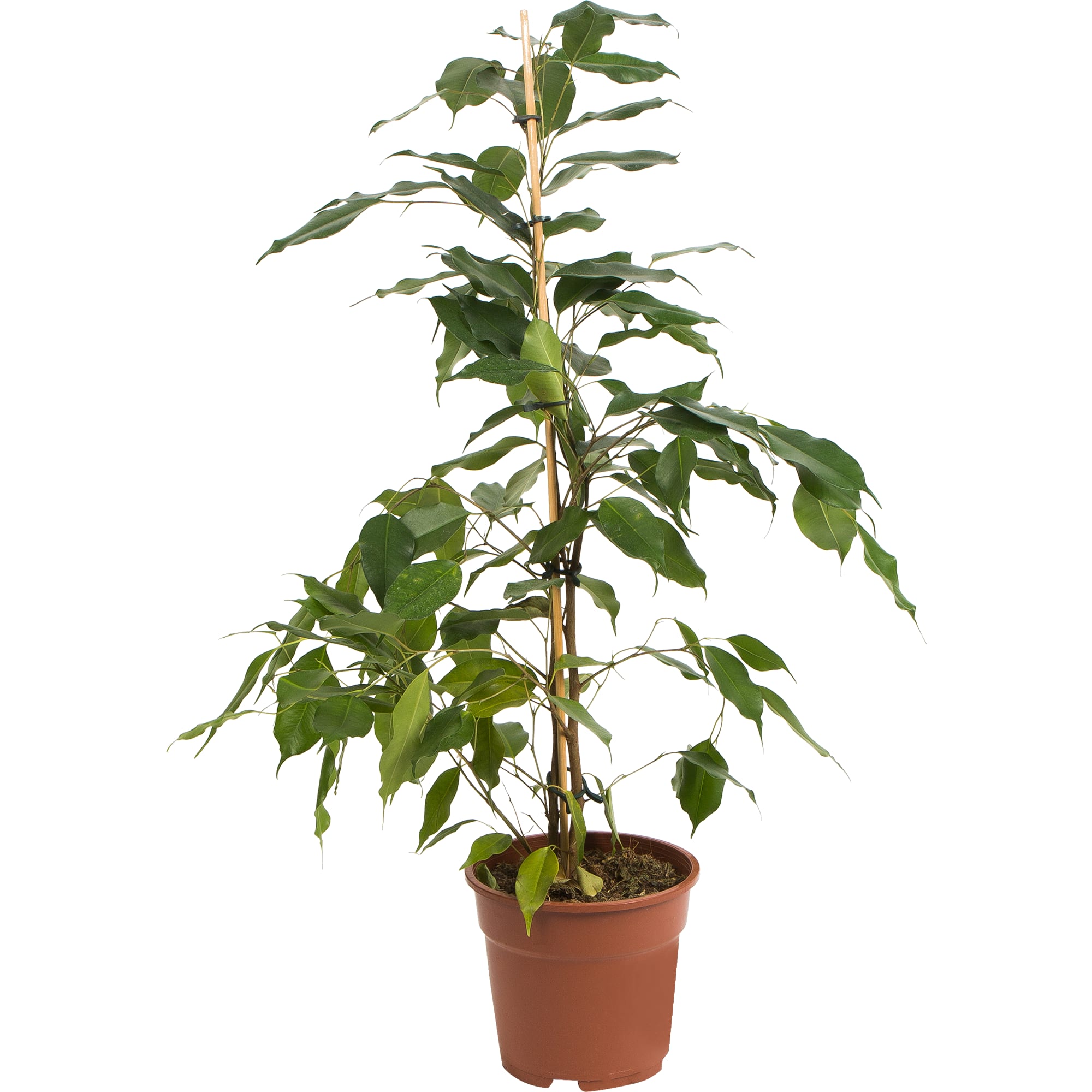 82877344 Фикус Даниеле Пирамида 17x70 см Santreyd 