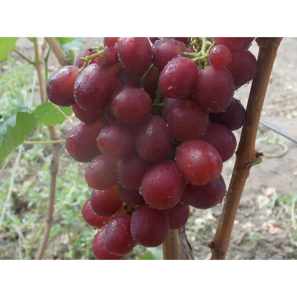 Виноград «Восторг красный» C2 высота 60-80 см ВСЕ В САД STLM-2206157