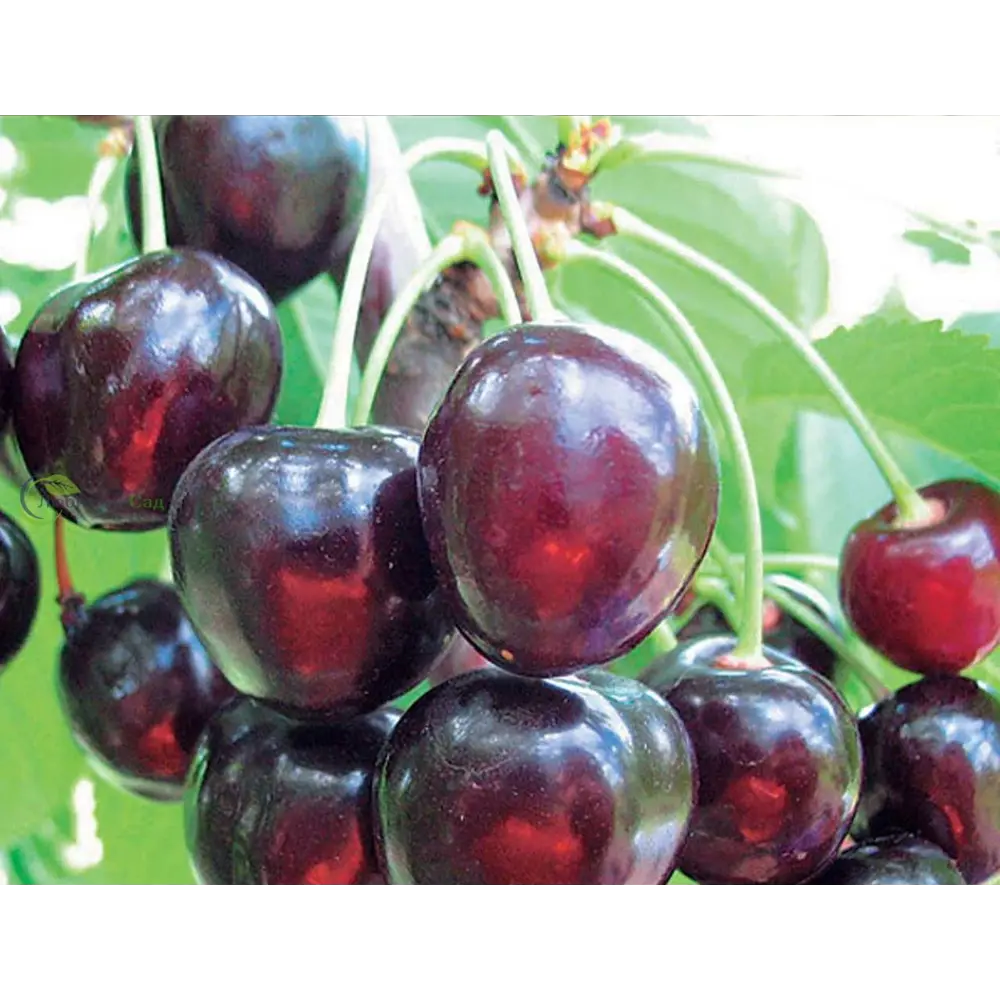 Саженец плодового дерева Черешня Речица ø22 h100 см 89432296 STLM-2132970 PLANTMARKET 