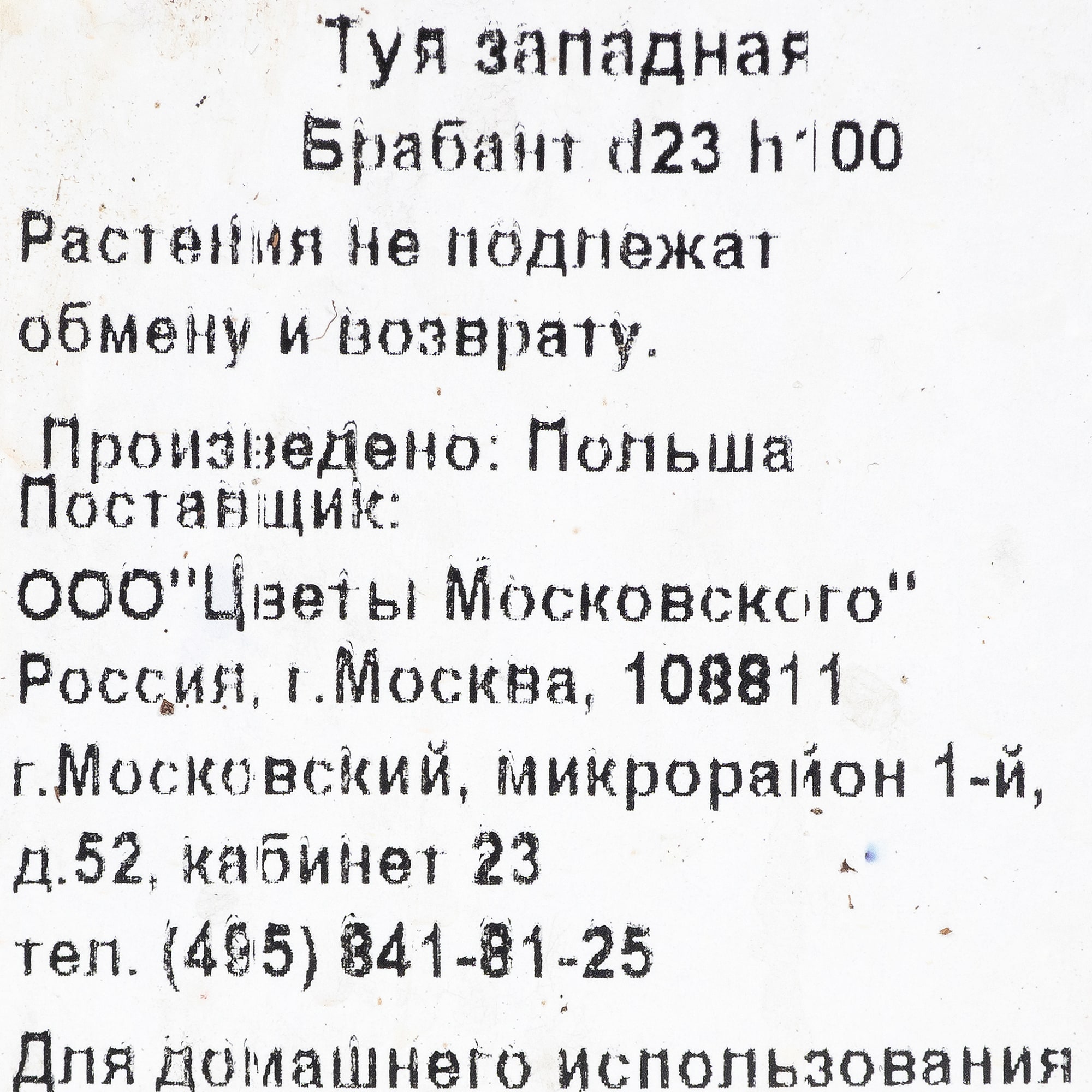 82219052 Туя западная «Брабант» 3 л h100 см Santreyd  - Вид №1