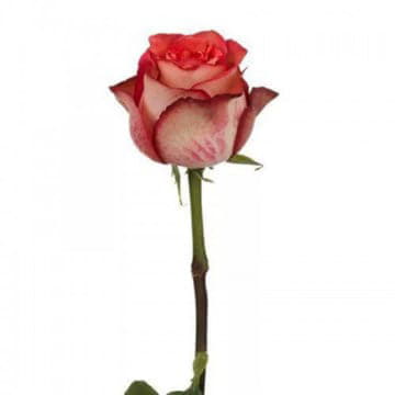 Роза Игуазу 60 см Santreyd 25699