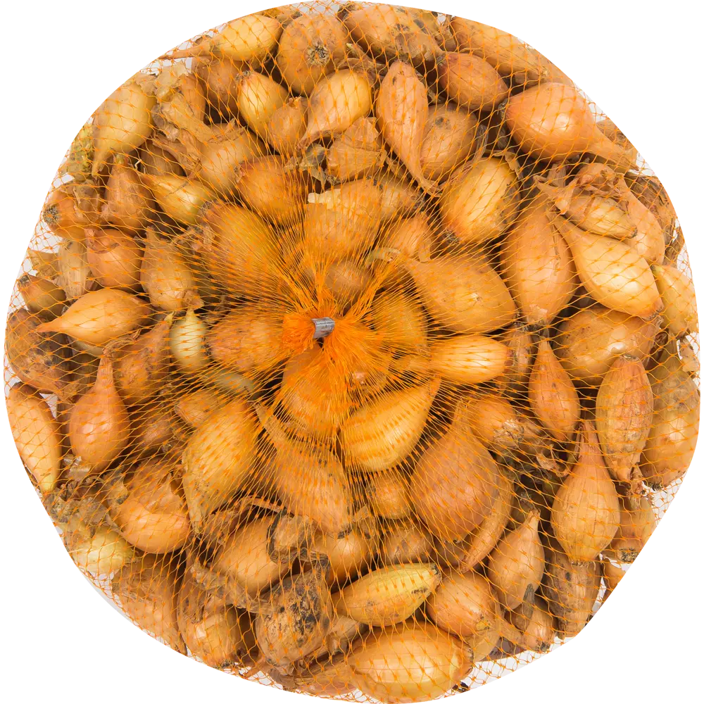 Лук-севок Центурион 10/21 0.35 кг Santreyd STLM-2065677