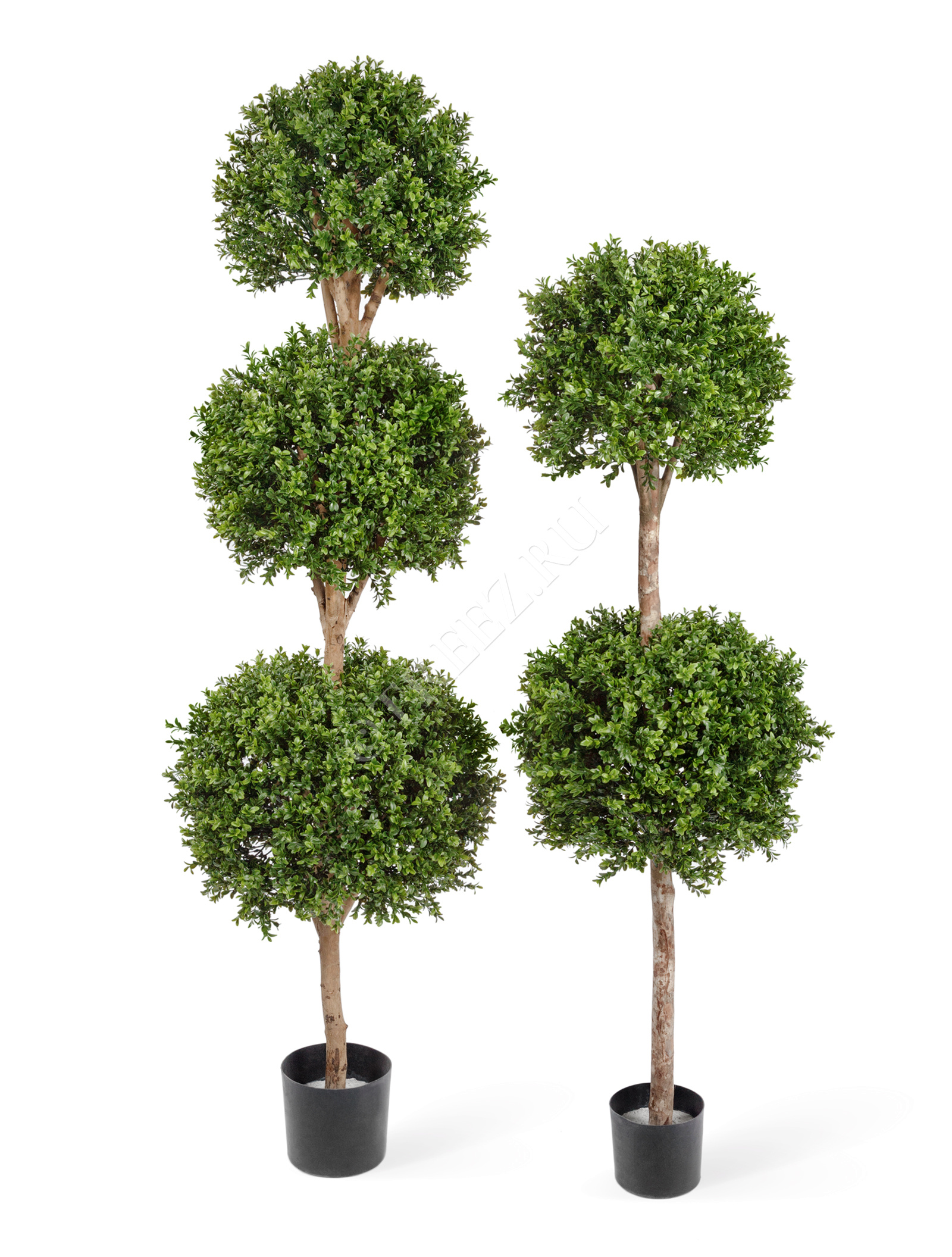 10.43806N Самшит шар Тройной уличный Цветочная коллекция  - Вид №1