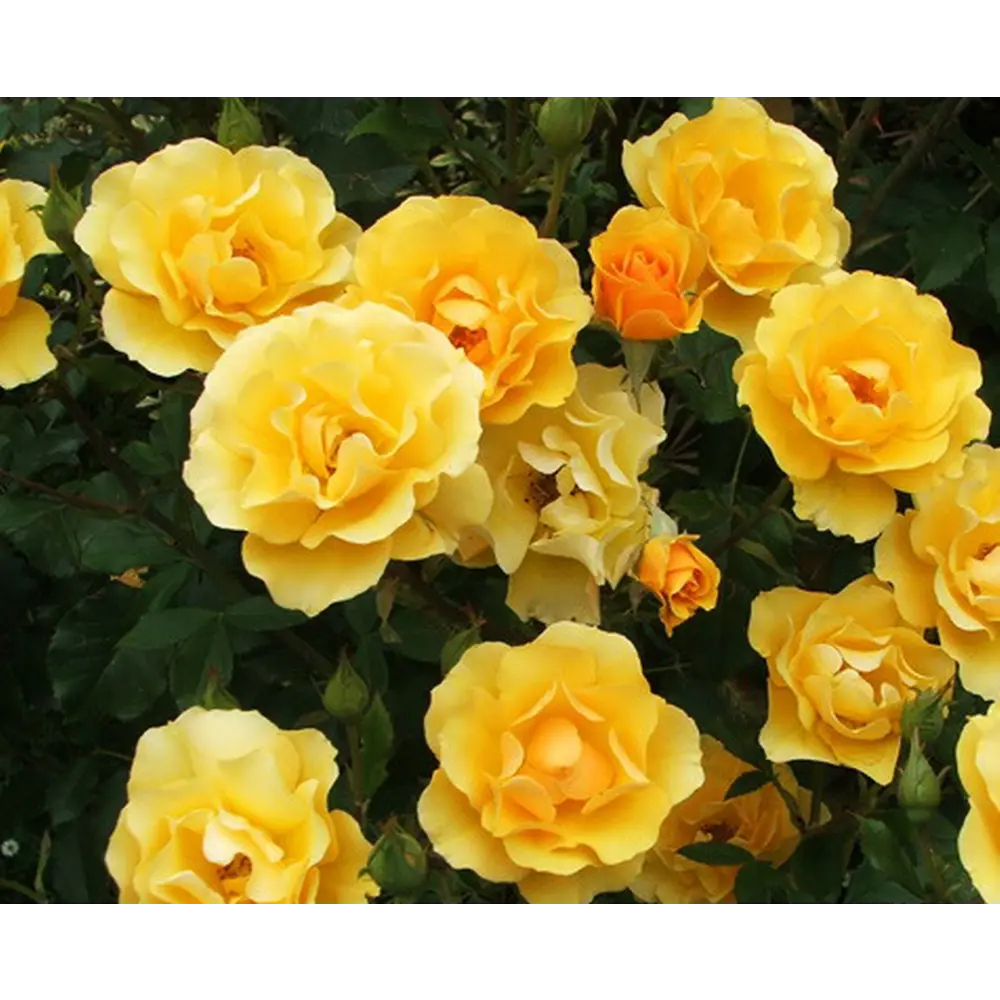 Роза флорибунда Голден Дримс ø18 h40 см 89365246 STLM-2033166 PLANTMARKET 