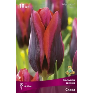 Тюльпан триумф Слава