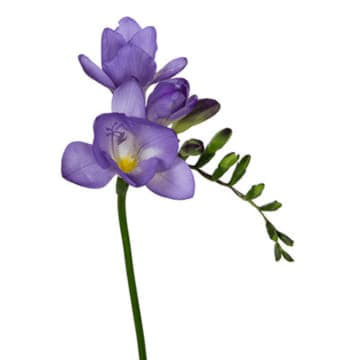 Фрезия эн дельта ривер 52 см Santreyd 26093