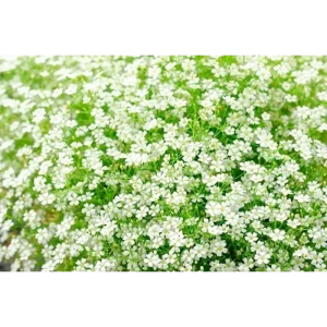 Гипсофила ползучая Филоу Вайт - корневище для сада 89408111