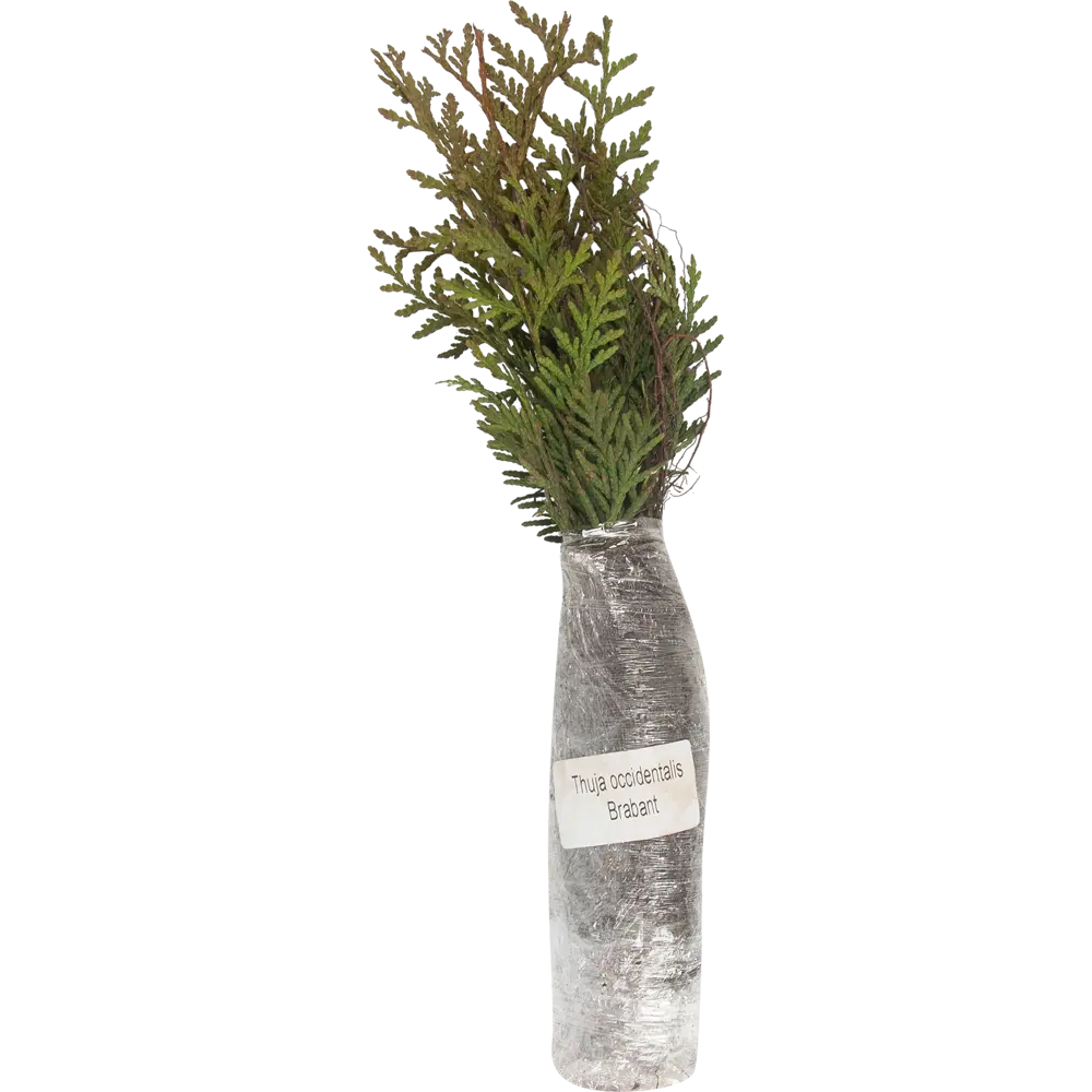 Туя западная Брабант в тубе BLOOMING LIFE STLM-2105133 - Вид №1