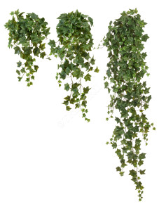 20.05190262N-M Английский плющ Биг Олд Тэмпл крупнолистный зелёный Цветочная коллекция
