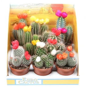 Кактус с сухим цветком микс в горшке ø8.5 см 89434539