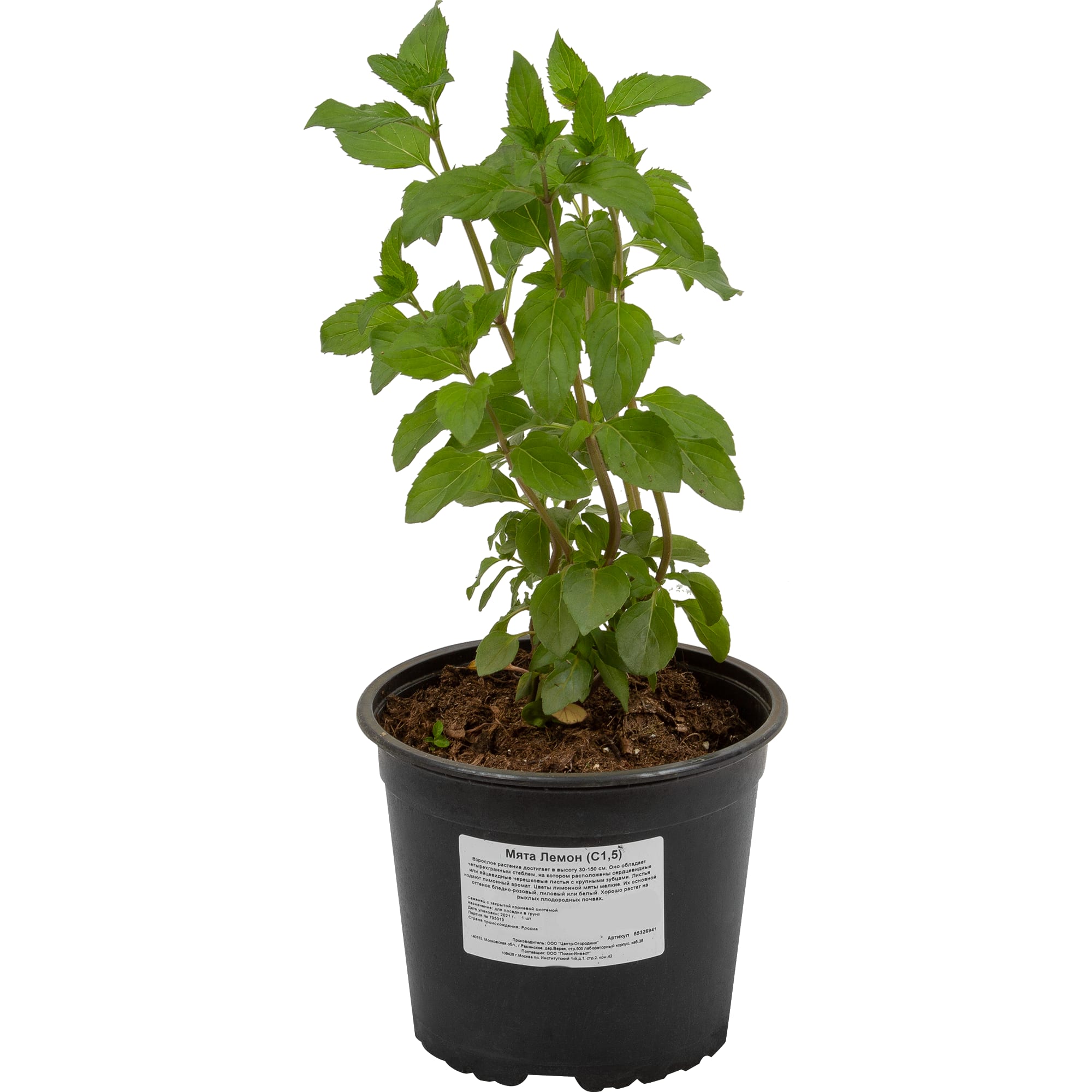 85326941 Мята Лемон ø15 h20 см Santreyd  - Вид №1