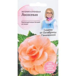 Бегония лососёвая 6 шт.