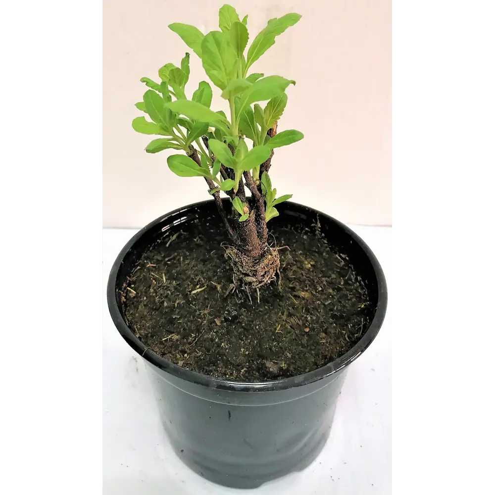 Перовския Little Spire ø12 h70 см Агрони STLM-2105534