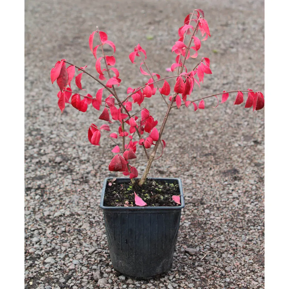 Бересклет Европейский ø15 h35 см 89365278 STLM-2049132 PLANTMARKET 
