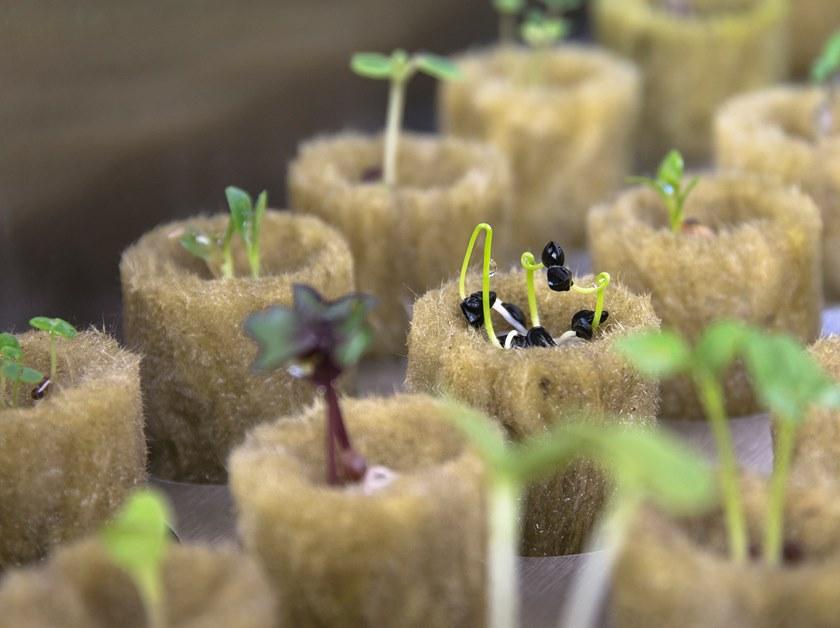 Natufia Отдельно стоящий кухонный модуль для гидропоники sun-id-1432001 - Вид №16