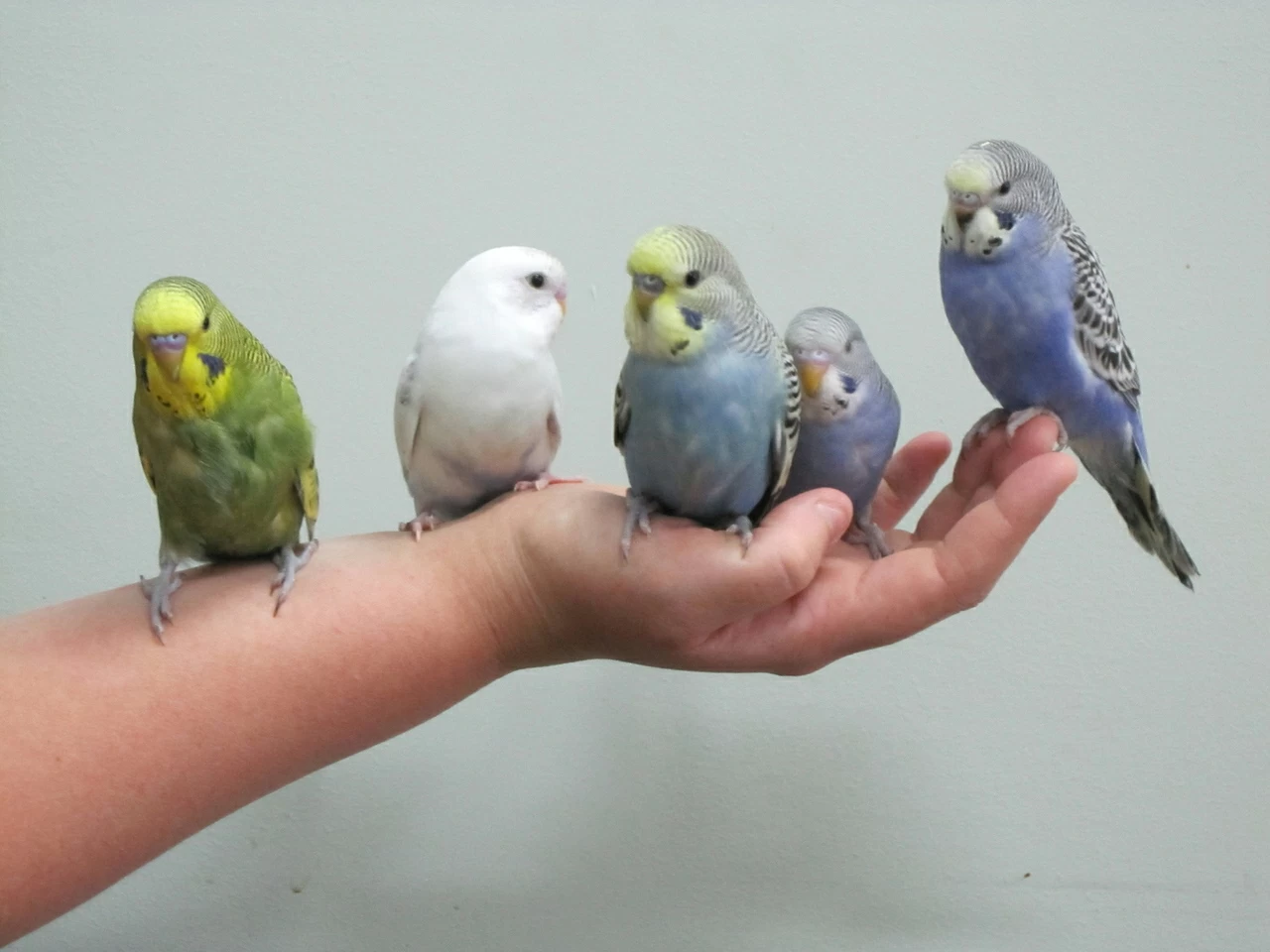 Учим волнистого попугая садиться на руку