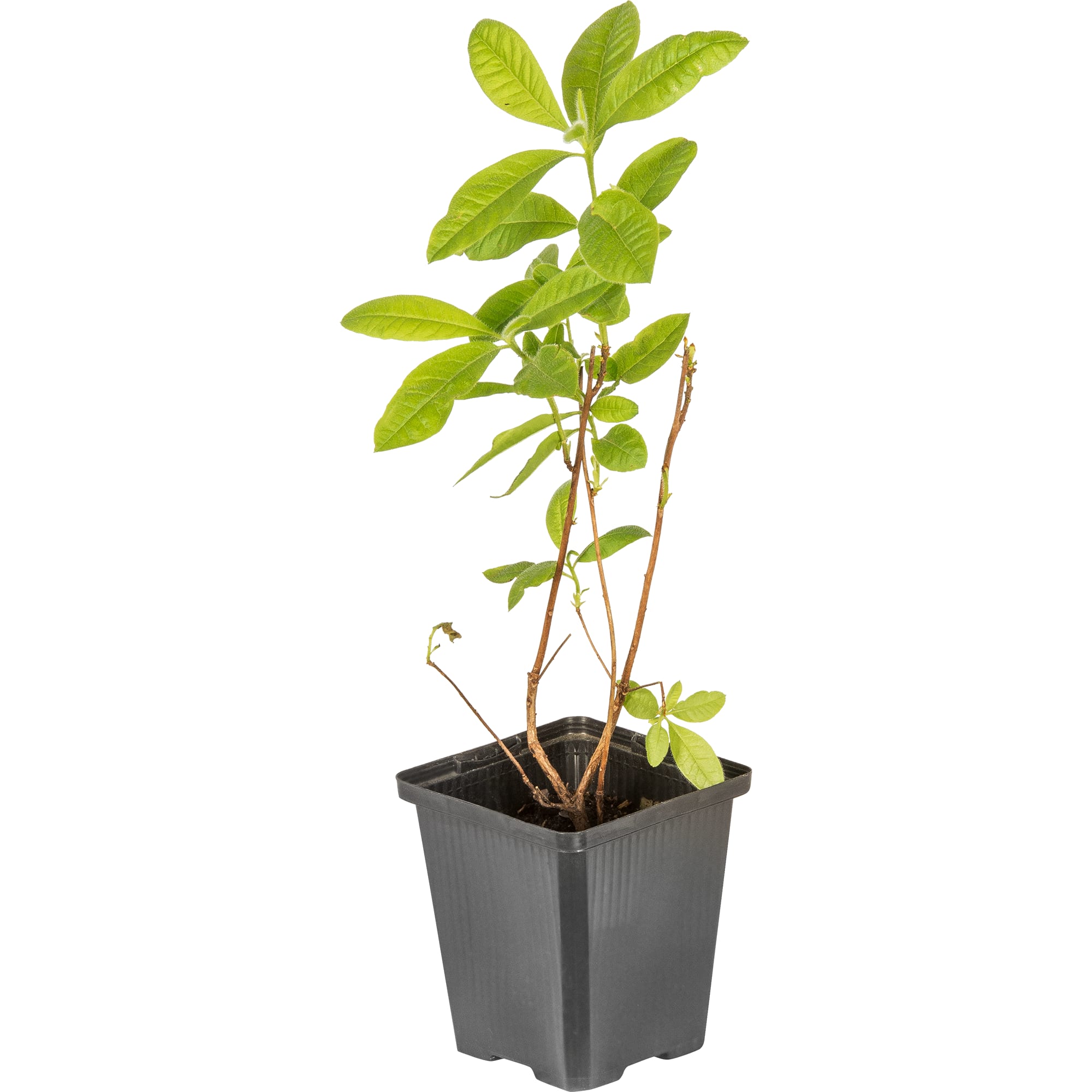 81959177 Рододендрон клейкий «Мадам Жоли» Santreyd  - Вид №2