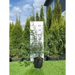 Спирея Вангутта h60 - 80 см 89355342 STLM-2192565