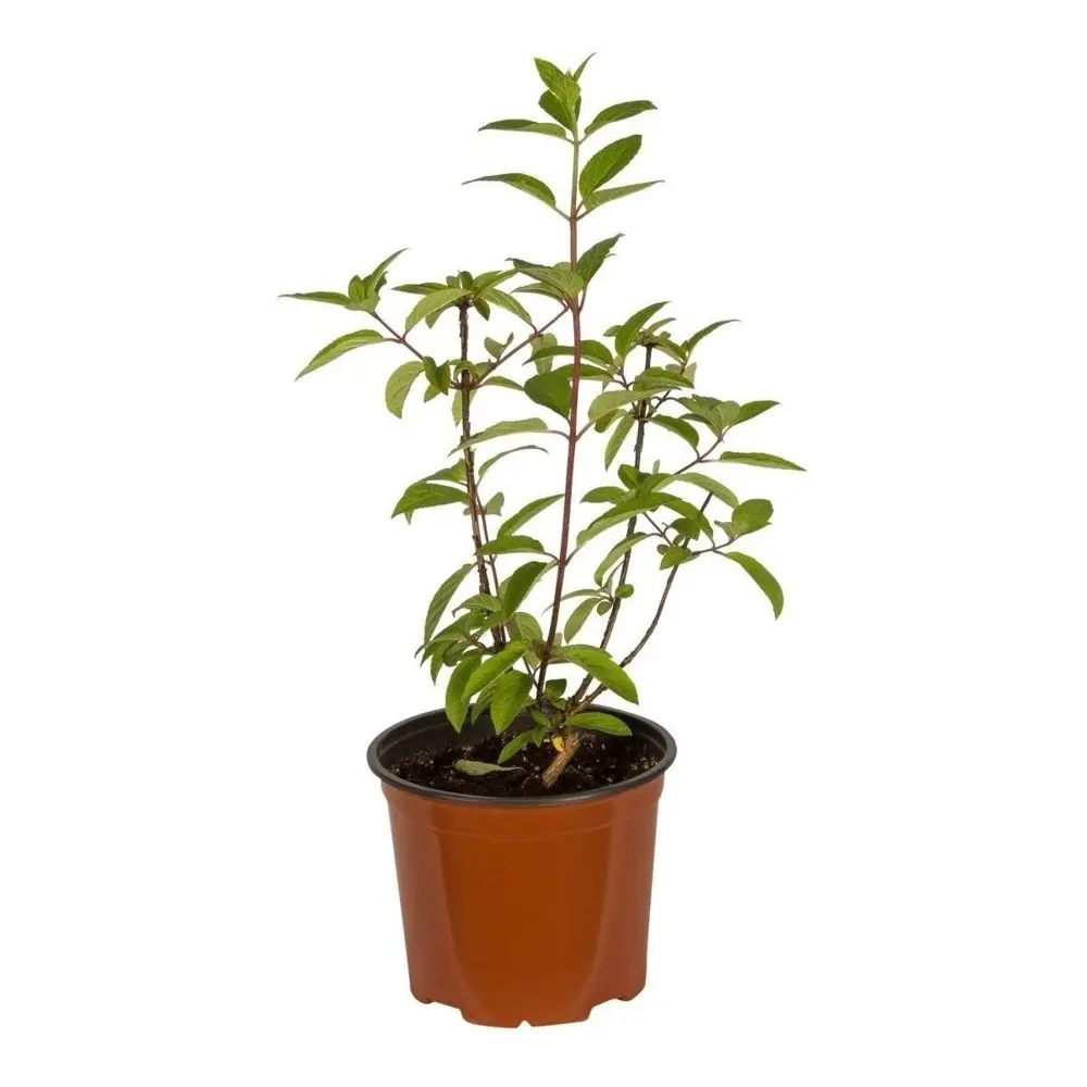 Гортензия метельчатая Брюссель Лейс - ароматный многолетний кустарник 89432292 PLANTMARKET STLM-1582310 - Вид №1