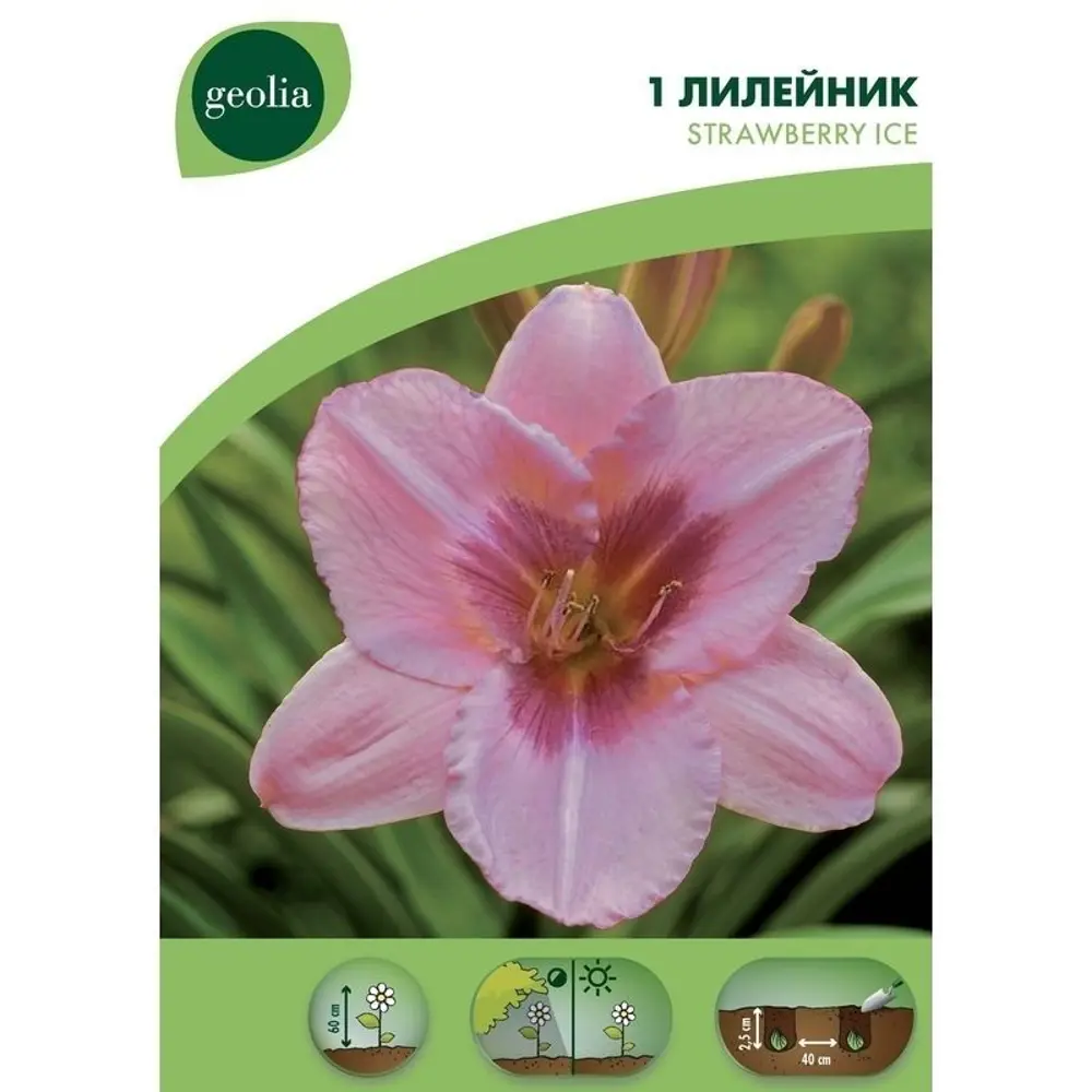Лилейник Geolia «Strawberry Ice» 15550056 STLM-2084563 