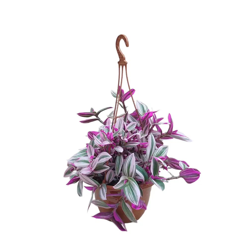 Традесканция Нанук - комнатное декоративное растение ø15 см 89436444 Santreyd STLM-1583041