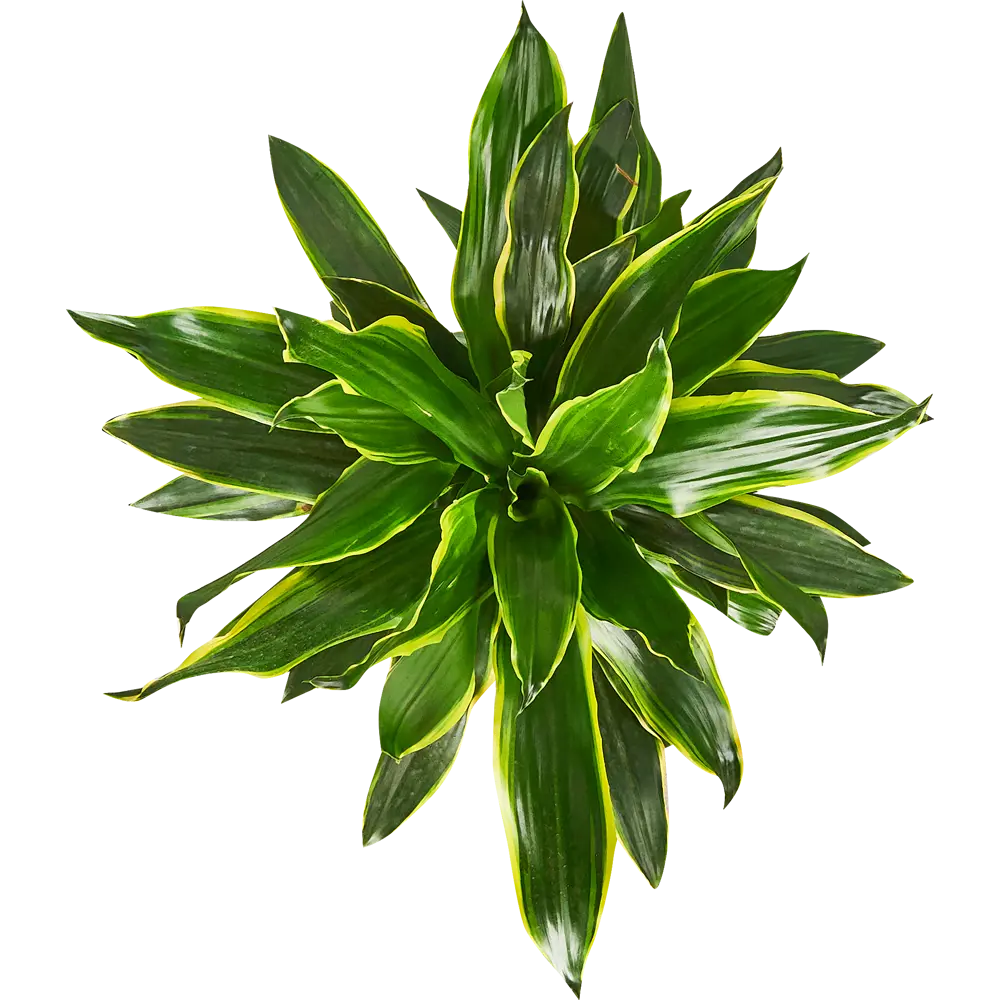 Santreyd Драцена Голден Коаст Карусель — вечнозеленая комнатная пальма 85062648 STLM-0058016 - Вид №2