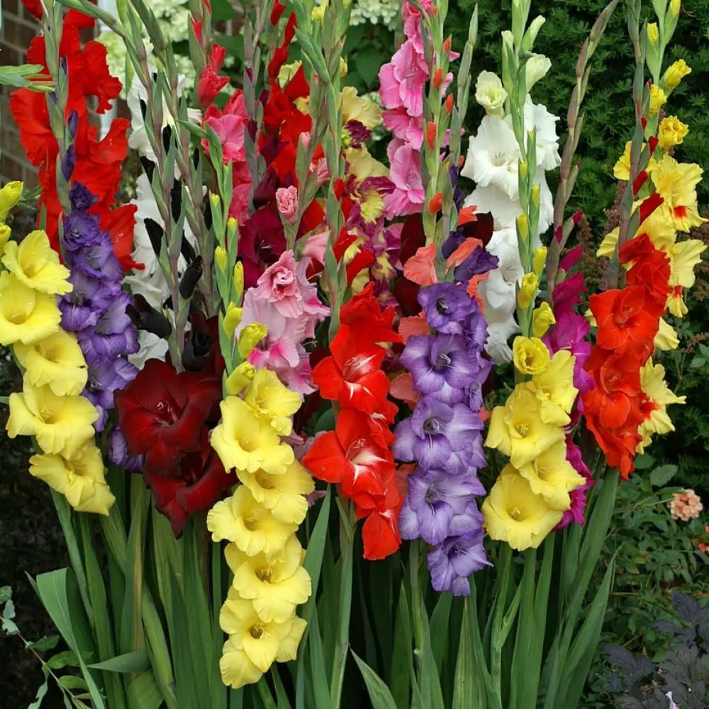 Гладиолус Mixed 10/12 (8) Geolia STLM-2012010