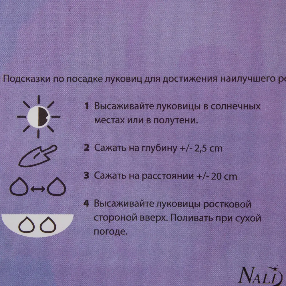 Бегония «Розебуд» 4/5 (ROSEBURD) 81947201 STLM-2064504 Santreyd  - Вид №1