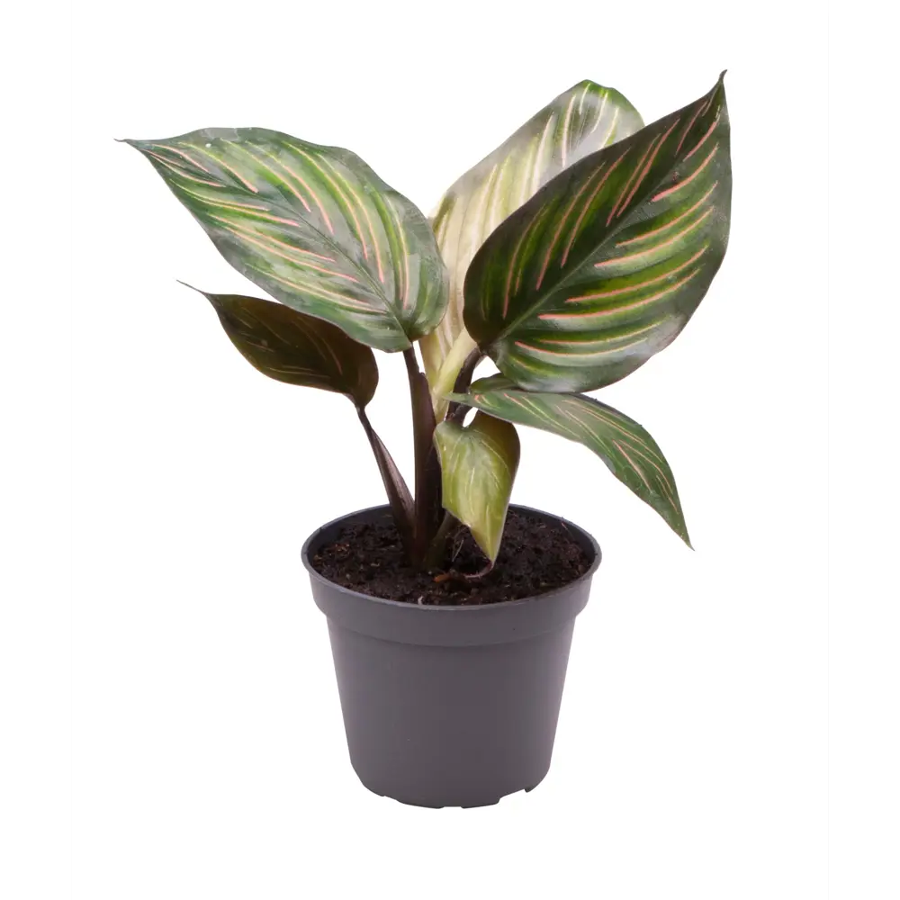 Santreyd Калатея Мили — изящное растение с мозаичными листьями 89375001 STLM-0966459