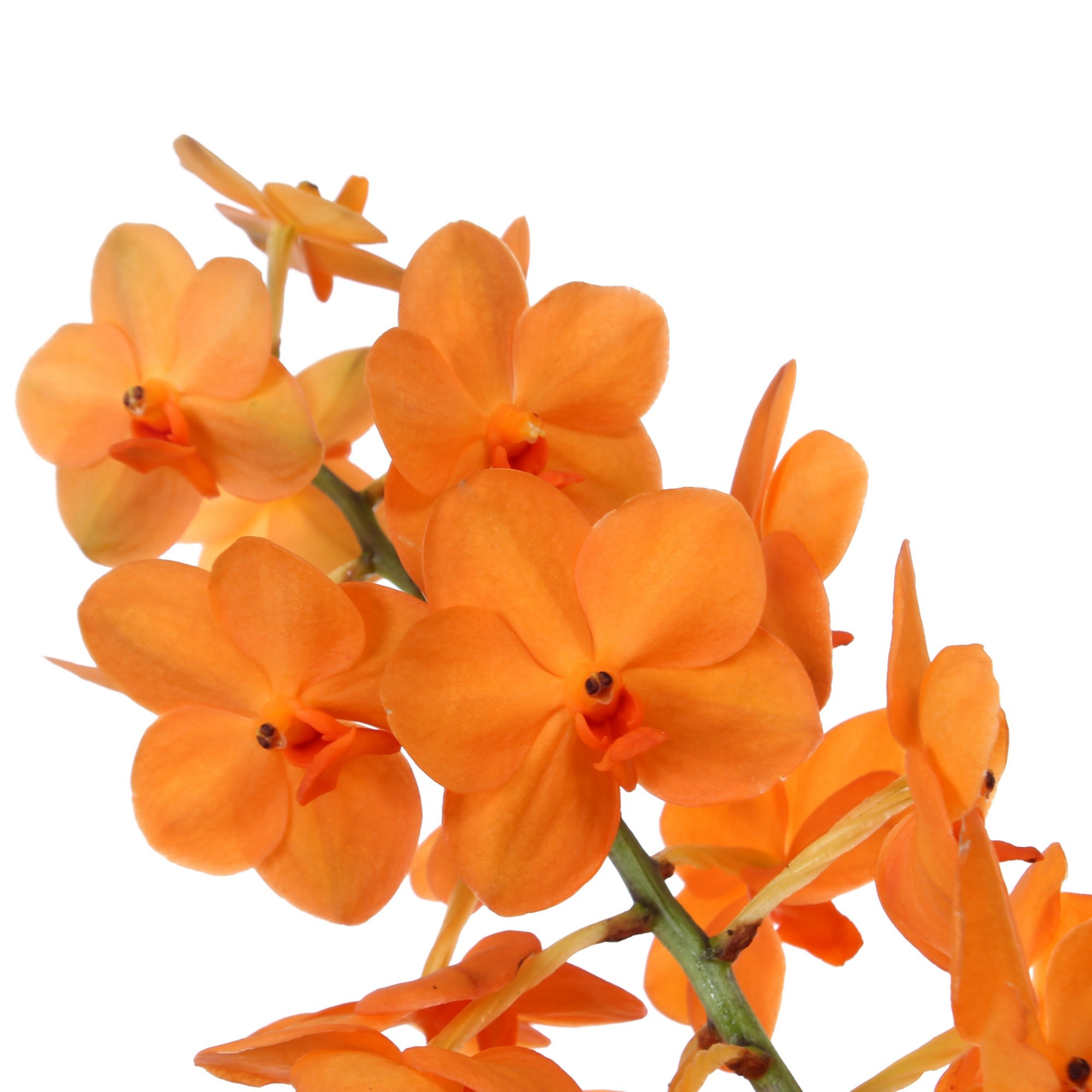 82023613 Орхидея Ванда в стекле ø13 h50 см Santreyd  - Вид №3