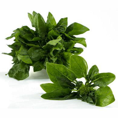 Щавель Santreyd 1886