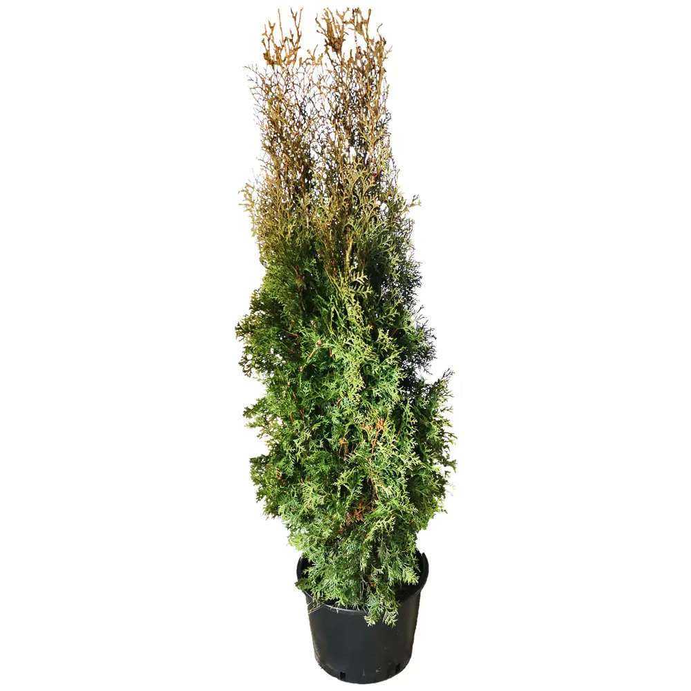 Туя западная Колумна h160 см МОНБЛАН STLM-2082801