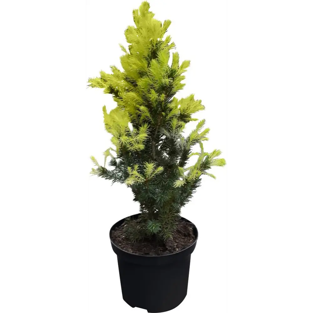 Ель сизая Перфекта ø15 h65 см PLANTMARKET STLM-2006624