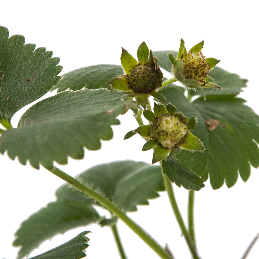 Земляника садовая «Портола» 9x15 см PLANTMARKET STLM-2119366 - Вид №1