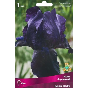 Ирис бородатый Блэк Вотч - корневище фиолетового ириса 86410653