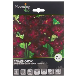 Гладиолус Блэк Сюрпрайз луковица 12/14 7 шт