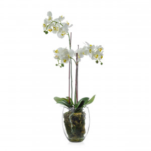 2000983190123 Орхидея Фаленопсис белая UMAGE